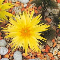 フクジュソウ(福寿草）：倭（ワ）実生2.5号ポット