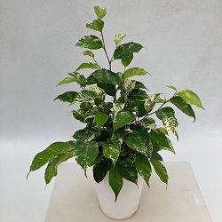 [26年3月中下旬予約]フィカス：ベンジャミン　ソルト＆ペッパー　4.5号鉢植え