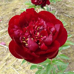 [26年2月中下旬予約]シャクヤク（芍薬）：バッキーベル6号ポット