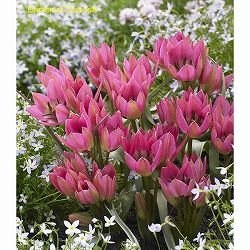 ミニチューリップ：ガーデンオブクルシウス9球植え6号鉢植え