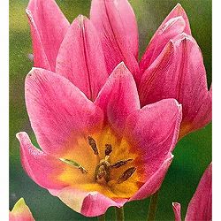 ミニチューリップ：ダニエラ9球植え6号鉢植え