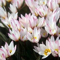 ミニチューリップ：ヒルデ9球植え6号鉢植え