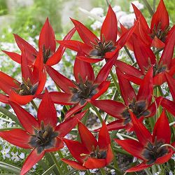 ミニチューリップ：リジー9球植え6号鉢植え