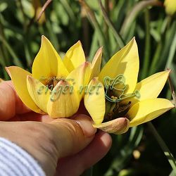 ミニチューリップ：ルッカ9球植え6号鉢植え