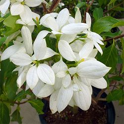 コンロンカ：山原星（ヤンバルブシ）4.5号ポット