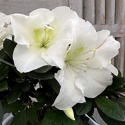 アザレア：越の淡雪4.5号鉢植え