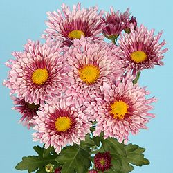 秋咲スプレー菊：ソラコ　紅桃八重 2.5号ポット