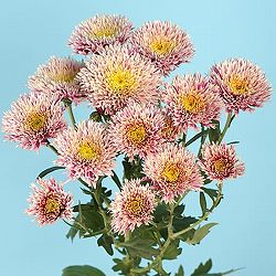 秋咲スプレー菊：ルーケ　白桃八重 2.5号ポット