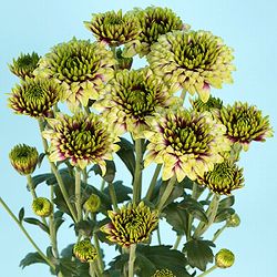 秋咲スプレー菊：グリーンキュオ　緑白 2.5号ポット