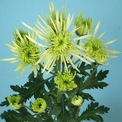 秋咲ロイヤルスプレー菊：ジラース　緑白管咲 2.5号ポット