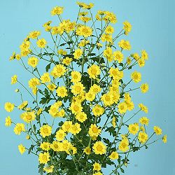 秋咲ロイヤルスプレー菊：星の瞬き　2.5号ポット