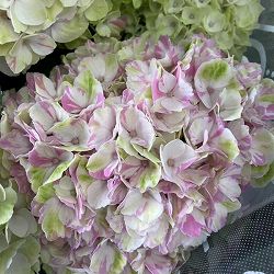 [26年4月下旬予約]アジサイ：マジカルレボリューション シャーベットピンク4号鉢植え