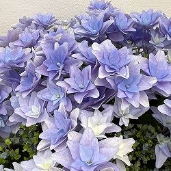 アジサイ：フローリア（ブルー）4号鉢植え