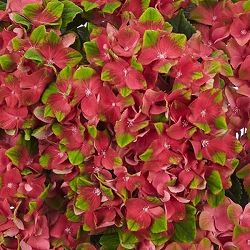 [26年4月下旬予約]アジサイ：グロッシーリップス4号鉢植え