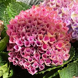 [26年4月下旬予約]アジサイ：マジカルレポリューションビターピンク5号鉢植え