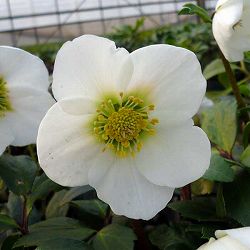 松村ナーセリーさんのクリスマスローズ（原種系）：ニゲル3.5号ロングポット 3株セット