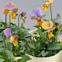 ビオラ：エムズビオラ　ガレ3号ロングポット 6株セット