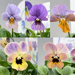 ビオラ：エムズビオラ（いろいろアソート）3号ロングポット 3株セット