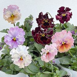 パンジー：フェデネージュ　トイプー3-3.5号ポット 12株セット