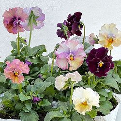 パンジー：フェデネージュ　クリームピンク3-3.5号ポット 6株セット