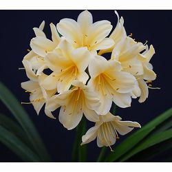 クンシラン：黄花君子蘭6号鉢植え