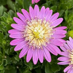 オステオスペルマム（ダブル）：3Dピンクバイカラー3.5号ポット