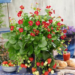 イチゴ（四季なり）：ルビーアン3号ポット*