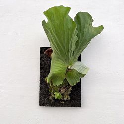 ビカクシダ（コウモリラン）：エレファントティス／本ヘゴ仕立て　26-02