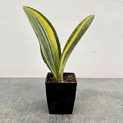 サンセベリア：マッソニアーナ（斑入り）  3号鉢入り