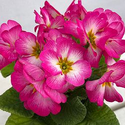 プリムラ：巨大輪・ピンク系4号ポット