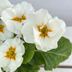 プリムラ：巨大輪・ホワイト系4号ポット