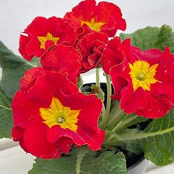 プリムラ：巨大輪・レッド系4号ポット