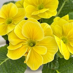プリムラ：巨大輪・レモン系4号ポット