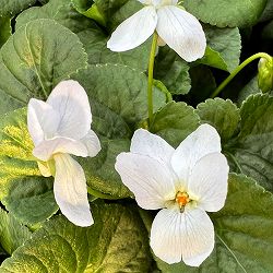 ニオイスミレ：ヘンディネイジュ（薄青白）3-3.5号ポット