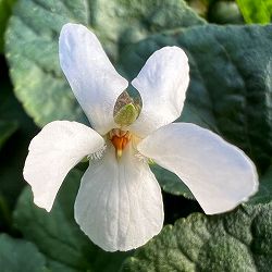 ニオイスミレ：ロイヤルウェディング（純白）3-3.5号ポット