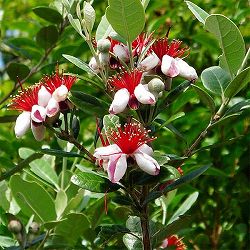 フェイジョア：パイナップルジェム4号ポット