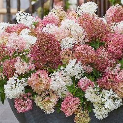 [26年4月下旬予約]ノリウツギ（糊空木）：グラウンドブレイカー ブラッシュ4号ポット