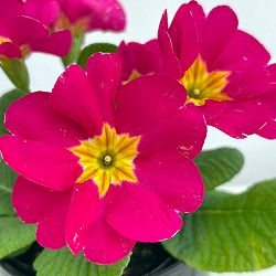 プリムラ：巨大輪・ローズピンク系4号ポット