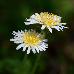 タンポポ：シロバナタンポポ 3号ポット