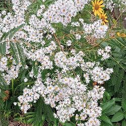 [26年2月中下旬予約]アスター：ピロサム　プリングレイ3.5号ポット