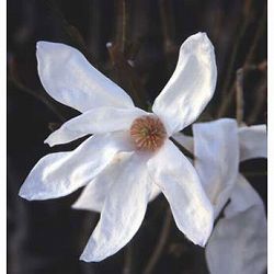 コブシ：ワダスメモリー4.5号ポット