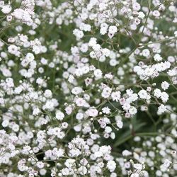 カスミソウ：八重咲き姫カスミソウ3号ポット