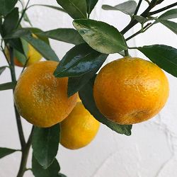 ミカン：コミカン（小みかん）3号ポット