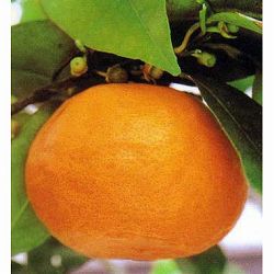 ミカン：なつみ（南津海）3号ポット