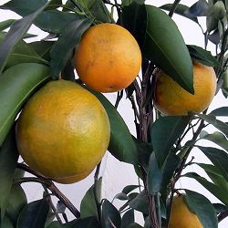 はるみ3号ポット