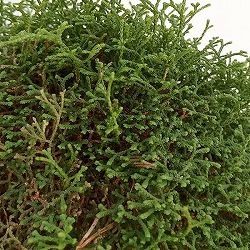 ハリガネカズラ（針金かずら）