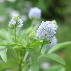 ブルーフェヌグリーク3号ポット