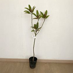 タイサンボク：ベイビードール4号ポット