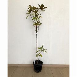 タイサンボク：ベイビードール6号ポット