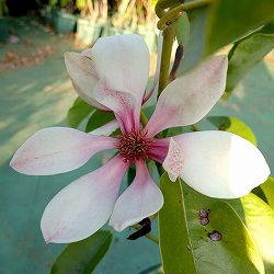 ミヤマガンショウ（深山含笑・ミケリア）：桃源（トウゲン）4号ポット